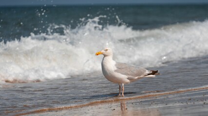 European herring gull on the beach by splash sea waves