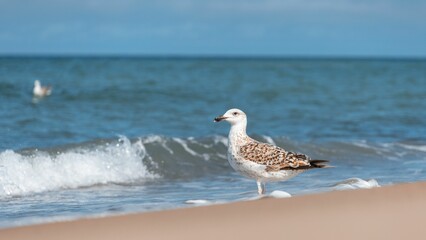 European herring gull on the beach by splash sea waves with sunlight