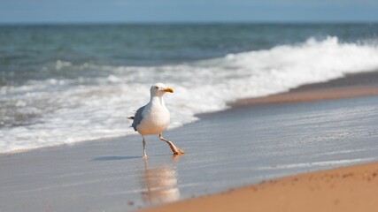 European herring gull on the beach by splash sea waves with sunlight