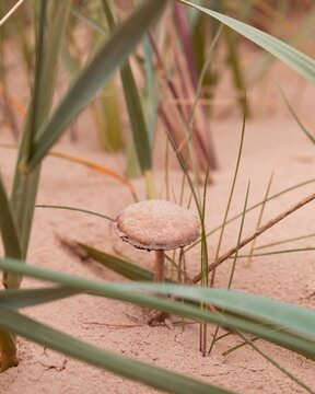 Closeup shot of a magic mushroom growing in a sandy soil among long green grass with blur background