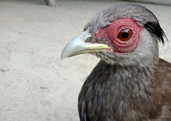 Closeup shot of a red-neck spurfowl bird at a zoo