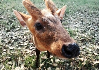 Close up of a baby deer