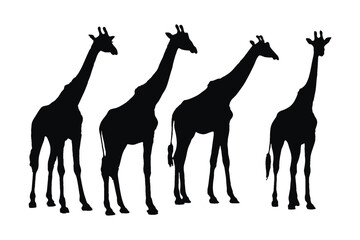 Tall giraffe silhouette bundle. Giraffe standing silhouette set vector. Wild giraffe walking silhouette bundle design. Wild Camelopard vector on a white background. Camelopard in different positions.