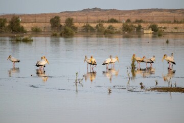 Flock of herons standing in the water in the river in Egypt