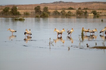 Flock of herons standing in the water in the river in Egypt