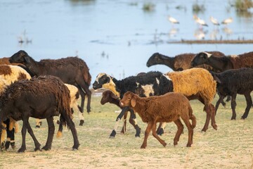 Naklejka na ściany i meble Herd of sheep walking along a deserted river bank