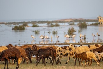 Herd of sheep walking along a deserted river bank