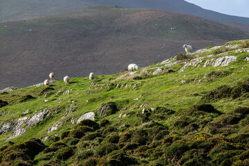 Green hills and meadows in Ireland with sheep and sea in the background