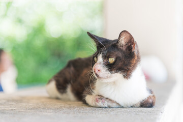 コンドイビーチでくつろぐ猫 (竹富島・沖縄)