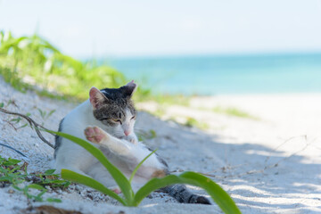 コンドイビーチで毛繕いする猫 (竹富島・沖縄) - obrazy, fototapety, plakaty