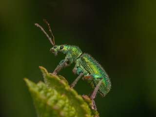 Naklejka premium macro close up of green weevil on a leaf