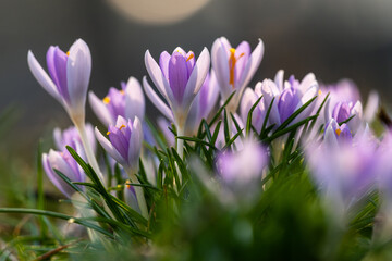 Close-up of crocus flowers in spring