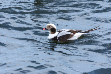 Portrait of male of the long-tailed duck (Clangula hyemalis), oldsquaw - brown-white duck in sea