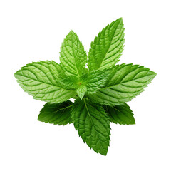 fresh mint leaves created with Generative AI