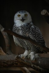 Vertical closeup of a beautiful snow Owl sitting on a tree branch in the dark