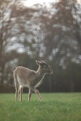 Vertical closeup of a baby deer walking in a meadow at dusk on a blurred background