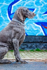 Large brown German Shorthaired Pointer in front of a brick wall with bright graffiti artwork