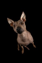 Cheerful American Hairless Terrier stands proudly against a deep black background
