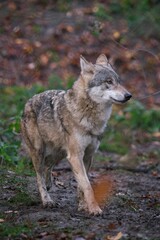 Naklejka na ściany i meble Vertical closeup shot of a wild powerful wolf walking in autumn forest