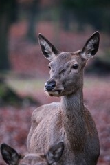 Vertical closeup shot of a beautiful deer in the forest on a blurred background