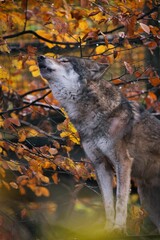 Vertical closeup shot of a wild powerful wolf howling in autumn forest © Pascal Boche/Wirestock Creators