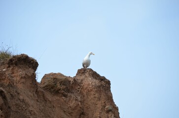 Seagull perching on cliff under blue bright sky