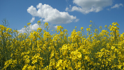 Rapeseed bloom. Honey collection time. 
Rapeseed is an industrial crop. Excellent honey plant.