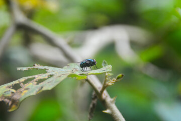 Close-up view of an insect perched on a blue iron pole. with a blurred background. no people.