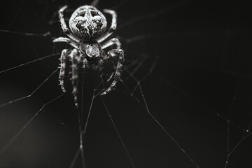 Close up of a European garden spider at the center of its web in black and white