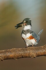 Vertical closeup of a female belted kingfisher with prey.