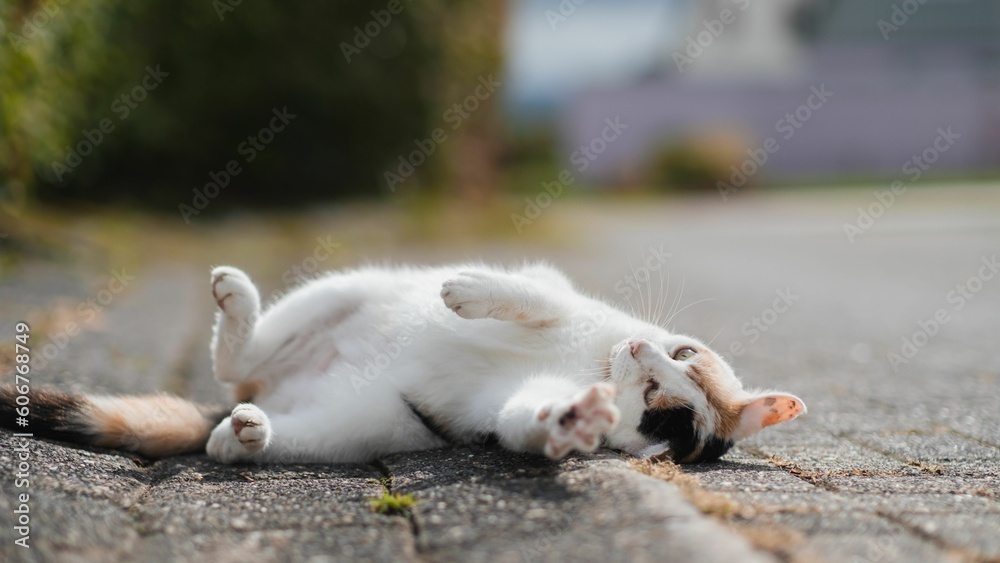 Wall mural cat with brown eyes lying on back