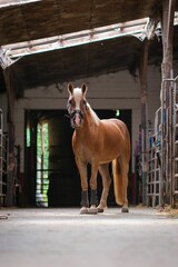 Vertical shot of adorable brown Haflinger horse with bridle in the staple