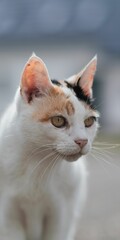 Fototapeta premium Cat with brown eyes looking towards