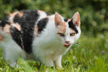 Closeup view of a calico cat on the grass