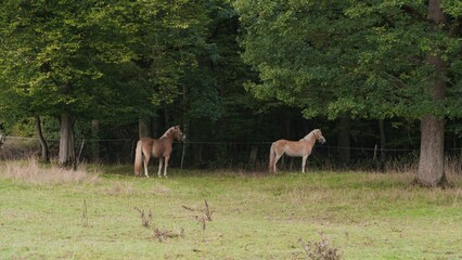 Beautiful view of Haflinger horses in the field.
