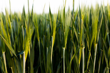 green wheat ears on the field