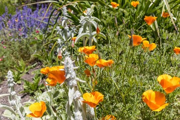 Close-up shot of California poppies growing in a garden