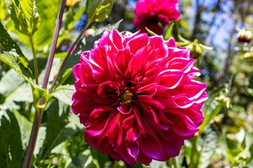 Close-up shot of a red Dahlia flower growing in a garden