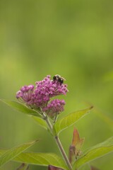Vertical shot of a bee on a violet milkweed flower plant on a green background