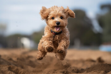Maltipu puppy - red poodle and Maltese mix - happy jumping outdoor, AI generated - obrazy, fototapety, plakaty
