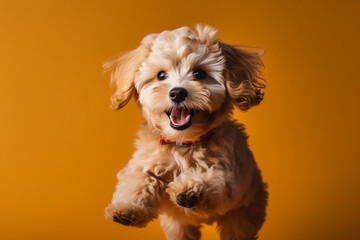 Maltipu puppy - red poodle and Maltese mix - happy jumping at studio over orange background, AI generated