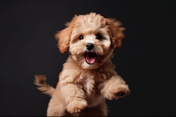 Maltipu puppy - red poodle and Maltese mix - happy jumping at studio, AI generated illustration