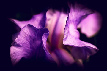 Schilderijen op glas purple flower © Crystal Lee