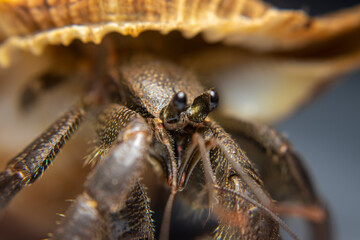 Close Up of Big Hermit Crab, Paguroidea , kelomang, Kepompong