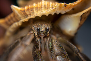 Close Up of Big Hermit Crab, Paguroidea , kelomang, Kepompong