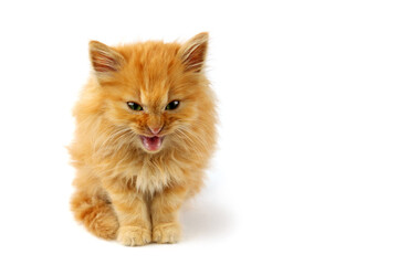 Meowing cute red kitten is looking up, white background
