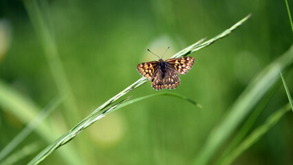 beautiful butterfly sits on a green leaf, close-up. small butterfly with beautiful scaly wings sitting on green grass. insect in nature, habitat. blurred natural background. spring meadow, macro photo