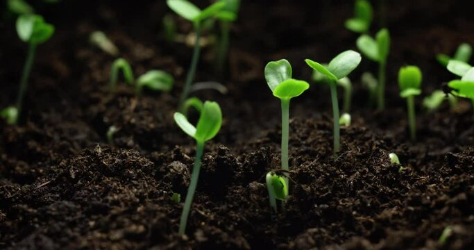 Mesmerizing Macro Time-lapse of Seed Germination and Flourishing Plant Growth. High quality 4k footage