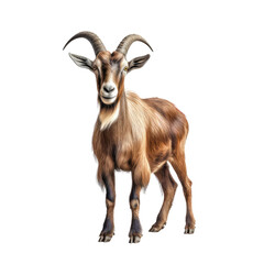 Fototapeta premium goat on a transparant background, PNG, Generative Ai