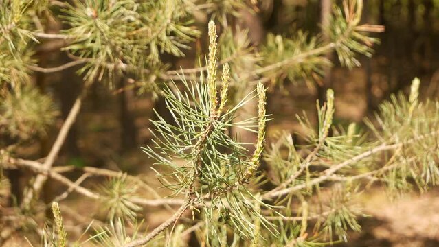 Young pine cones shot close up